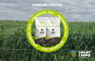 Panicum Aruana Smart Campo