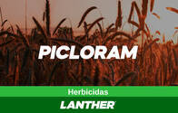 Herbicida Picloram - Lanther Quimica