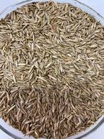 Semillas de Rye Grass Anual Est. 284 - Agroempresa semillas