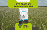 Rye grass LE 284 - 1KG