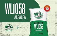 Semillas de Alfalfa "WL 1058" - Alfalfas WL 