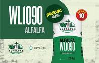 Semillas de Alfalfa "WL1090" - Alfalfas WL 