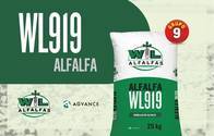 Semillas de Alfalfa "WL 919" - Alfalfas WL 