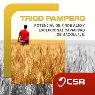 Trigo Pampero - Santa Rosa Semillas