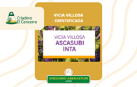 Semilla Vicia Villosa Ascasubi Inta