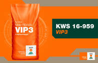 Semillas de Maíz KWS 16-959 VIP3