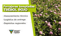 Semillas De Trébol Rojo Smart Campo