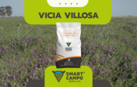 Semillas Vicia Villosa Smart Campo