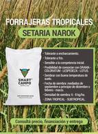 Setaria Narok Smart Campo