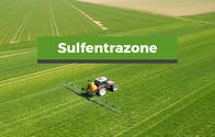 Herbicida Sulfentrazone