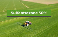 Herbicida Sulfentrazone 50