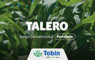 Semilla de Sorgo Forrajero Tobin Talero