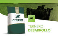 Ternero Desarrollo Crecer