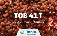 Semilla de Sorgo Granifero Tobin TOB 41 T