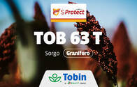 Semilla de Sorgo Granifero Tobin TOB 63 T con tecnología SProtect