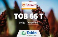 Semilla de Sorgo Granifero Tobin TOB 66 T con tecnología SProtect