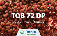 Semilla de Sorgo Doble Propósito Tobin TOB 72 DP con tecnología SProtect