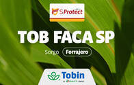 Semilla de Sorgo Forrajero Tobin TOB Faca SP con tecnología SProtect