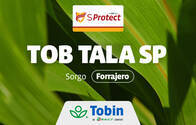 Semilla de Sorgo Forrajero Tobin TOB Tala SP con tecnología SProtect