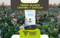 Trebol Blanco Centinela Y Zapican Smartcampo