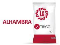 Trigo LG Alhambra - Limagrain
