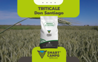 Triticale Don Santiago - 1KG