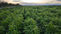 Vendo 3000 Ha Agricolas En Las Lajitas