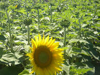 Vendo 800Ha Agricolas Soja Maiz Girasol