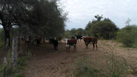 Vendo Excelente Campo 1496 Has. De Explotacion Ganadera