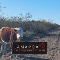 Venta Campo Ganadero Cría Y Recría, La Pampa, 10.582Has