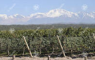 Viñedo Premium En Mendoza En Venta 23 Has - Oportunidad