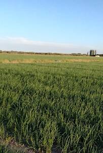 1.600 ha GRAN ESTANCIA CON RIEGO EN PEDRO LURO