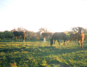 Campo en venta Ganadero 10.000 Has Ganaderas. Departamento De Hucal La Pampa