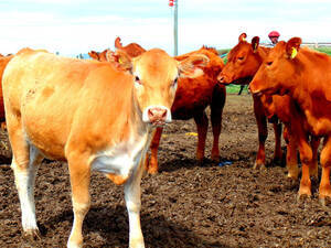 1000 Ha Cercanas A Rancul