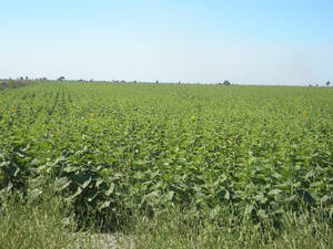 767Ha Campo Agricola En Pinto