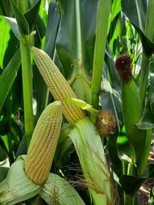 1100HA EN 9 DE JULIO PROVINCIA DE BUENOS AIRES 