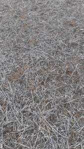 120 ha agrícolas en Bengolea