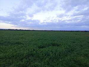 120 Has Agricolas En Feliciano