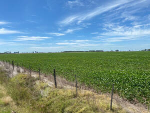 120 Has Campo Suipacha . Agricola. En Venta