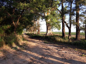 Campo agrícola con riego permanente sobre Ruta Nacional Nº 9 – Santiago.