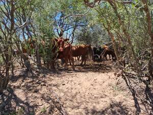 En Venta Campo 12000 Ha Ganadera. Chancani - Córdoba