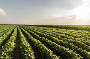 Campo Agricola Navarro.bs As. 150 Has . Oportunidad