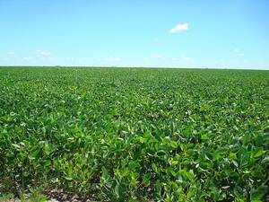 Campo en venta Agricola de 150 Has en Salliquelo, Buenos Aires