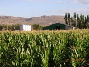 18 Ha Feed Lot Neuquen