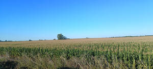 18 Has El Candil. Agricultura, Caballos San A. De Areco