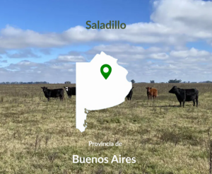 190 Has Saladillo. Mixto.