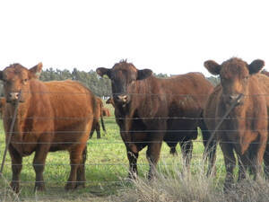 200Ha Rivera Provincia De Buenos Aires