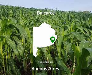 210 Has Agricolas Balcarce