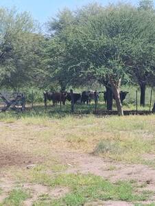 2400 Has. Ganaderas En El So De Santiago Del Estero.