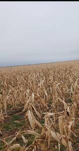 250 ha agrícolas en Villa Mercedes San Luis 